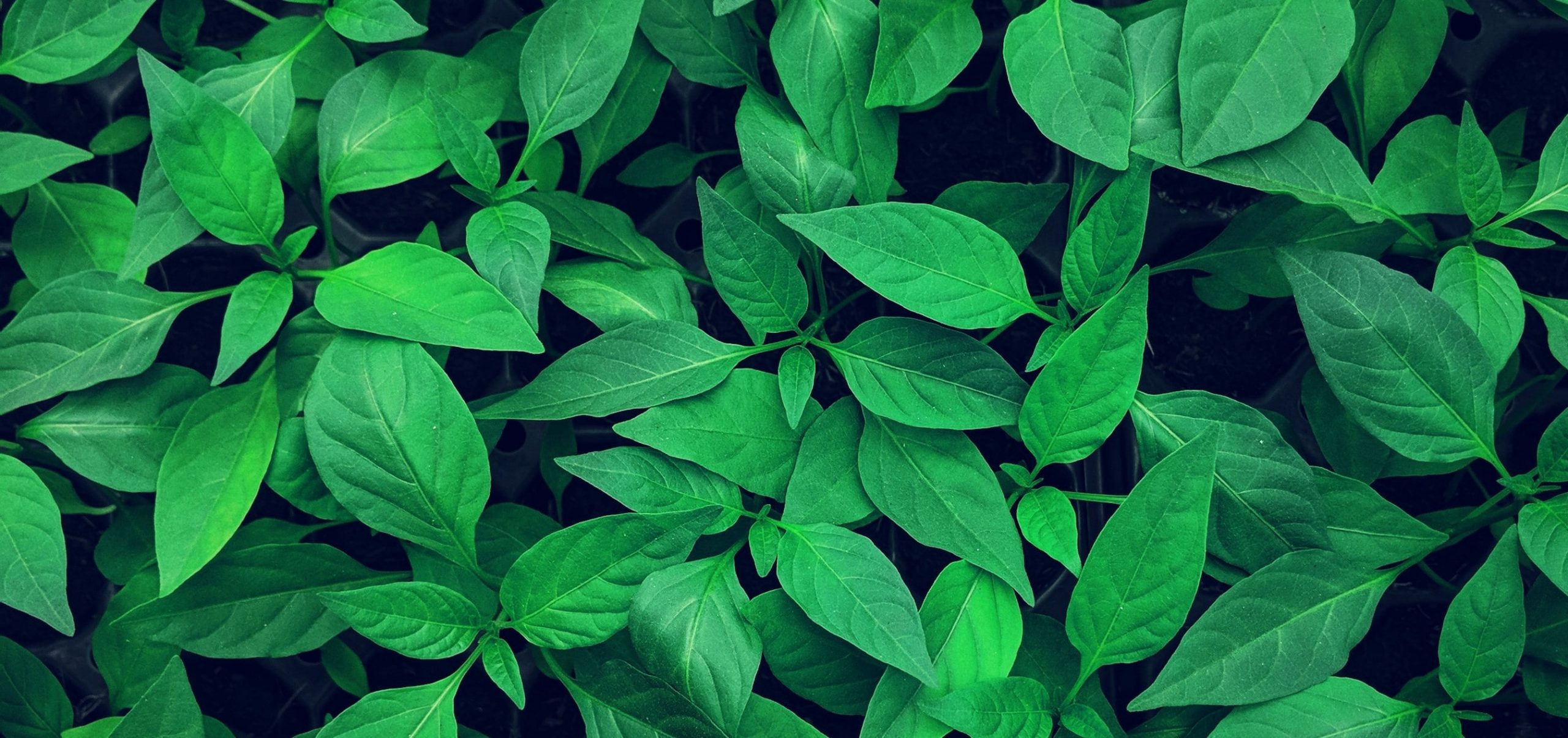 Image showing leaves